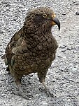 Kea 1