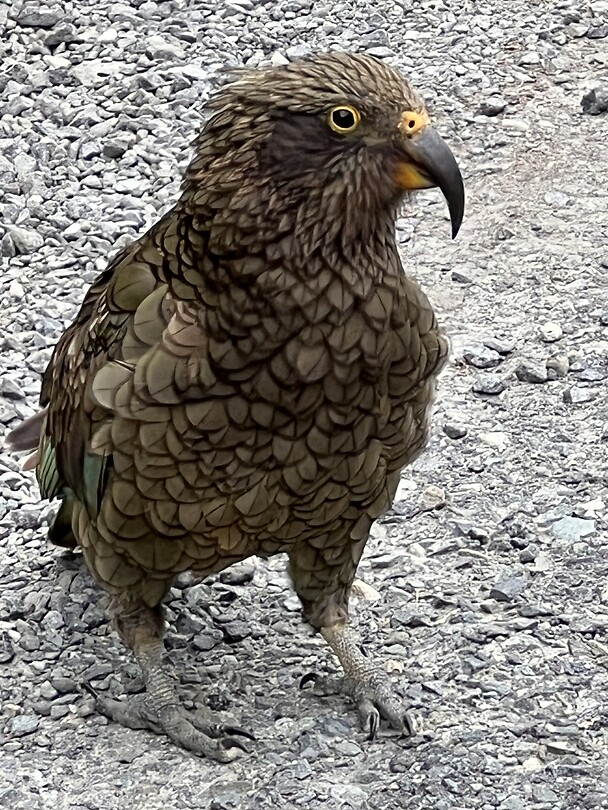 Kea 1