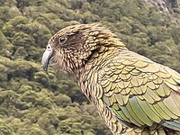 Kea 3