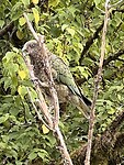 Kea 4