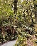 Bush walk-je