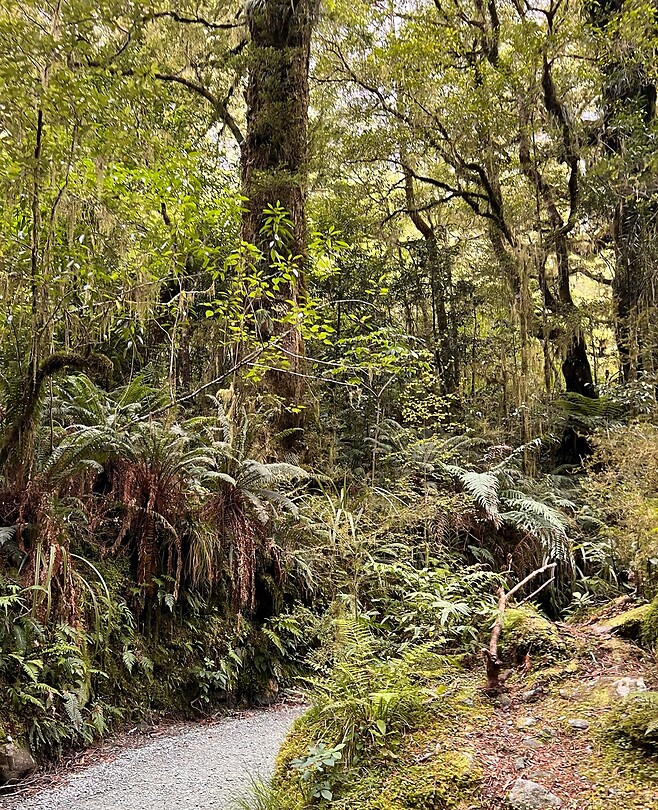 Bush walk-je