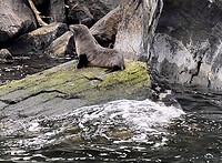 Zeehond / leeuw