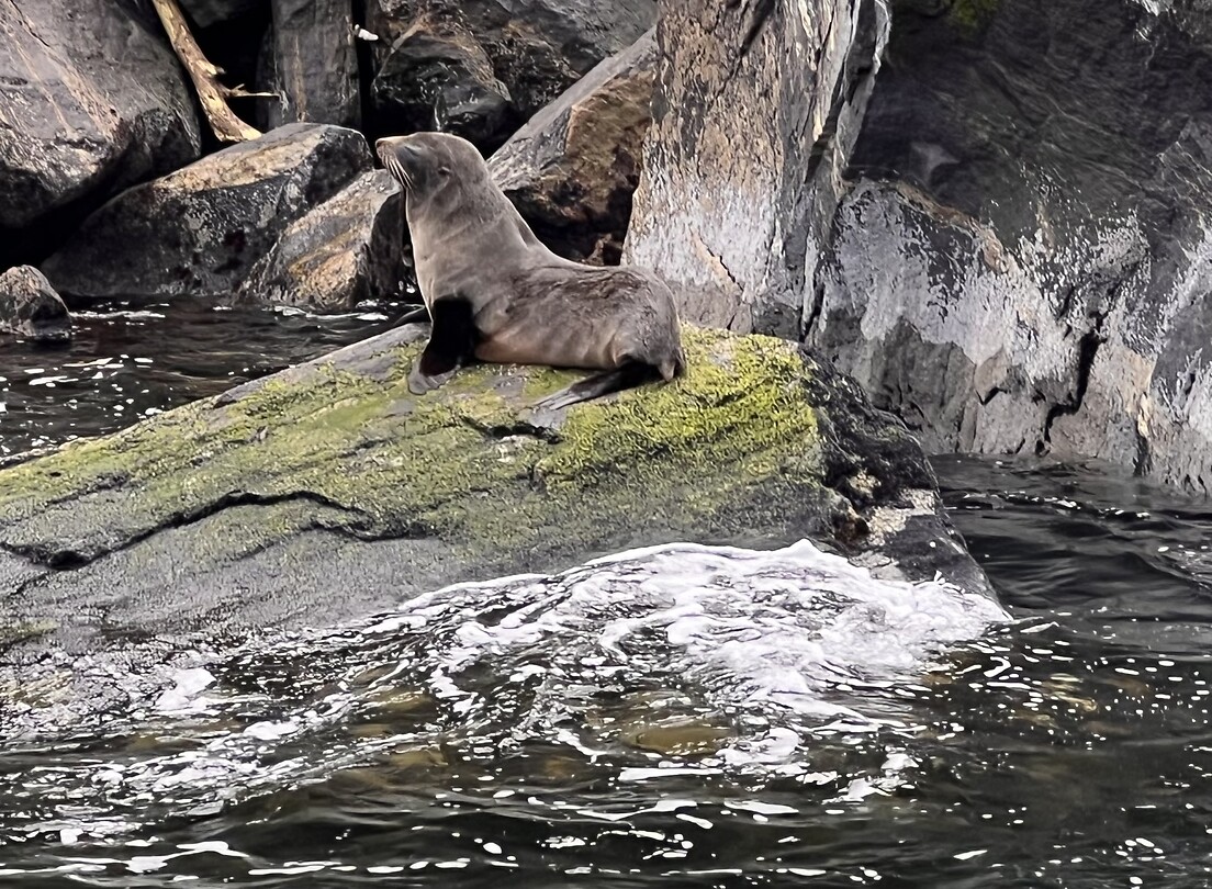 Zeehond / leeuw