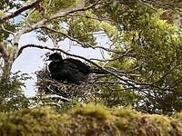 Black Shag op nest
