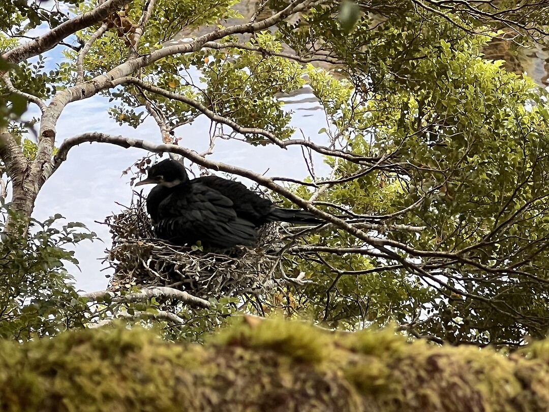Black Shag op nest