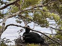 Black Shag met kuiken