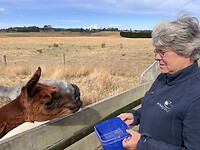 Berna voert de Alpaka bij de Farmstay