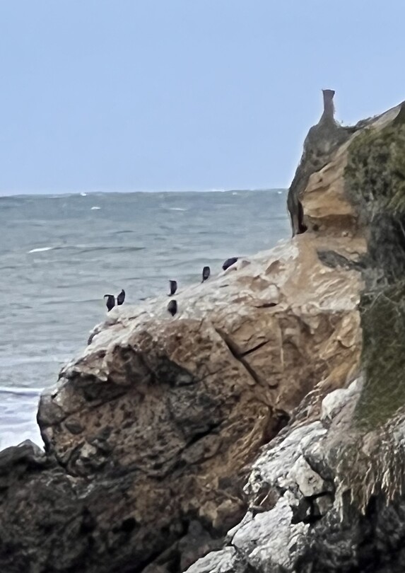 Penguins voordat ze in de show verschijnen