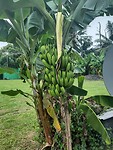 Bananen