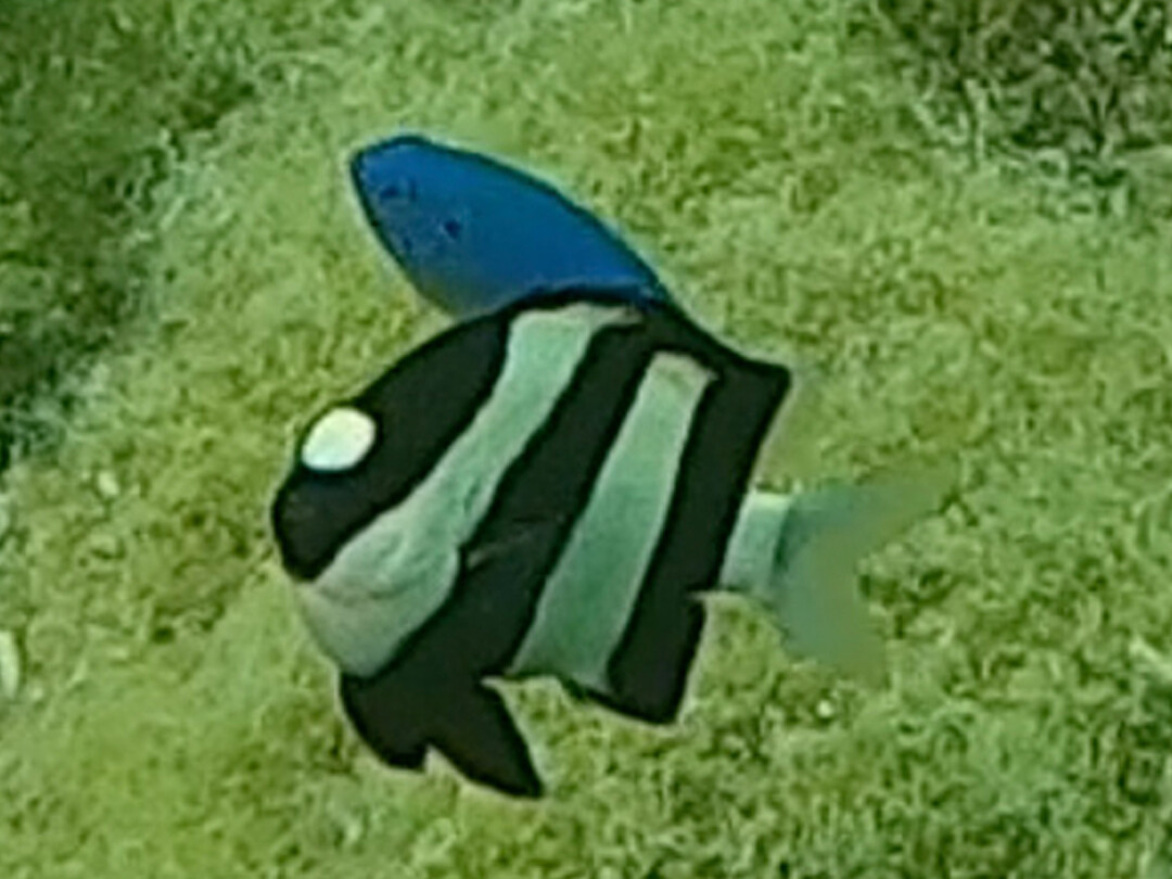 sealive  3