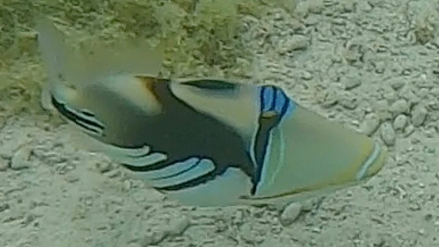 sealive  7