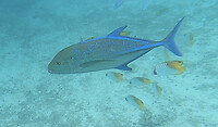 vis 4