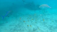 Snorkelen the movie