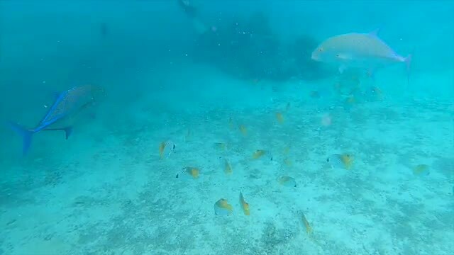 Snorkelen the movie