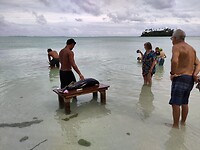 Geelvintonijn wordt op het strand gefileerd