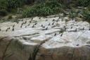 pinguinsNOT
