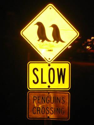 bordpinguin