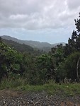 Coromandel Forrest