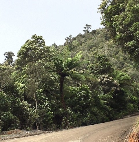 Coromandel Forrest (2)