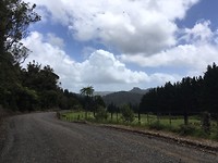 Coromandel Forrest (3)