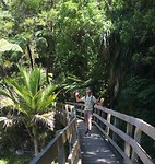 Regenwoud Abel Tasman park