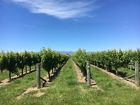 Wairau valley