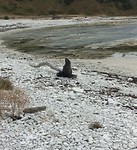 Zeehond