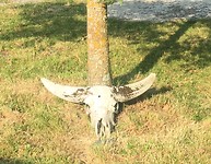 Bad buffel