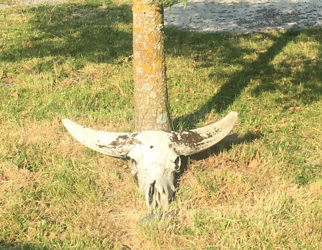 Bad buffel