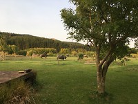 Buffels rondom het huis