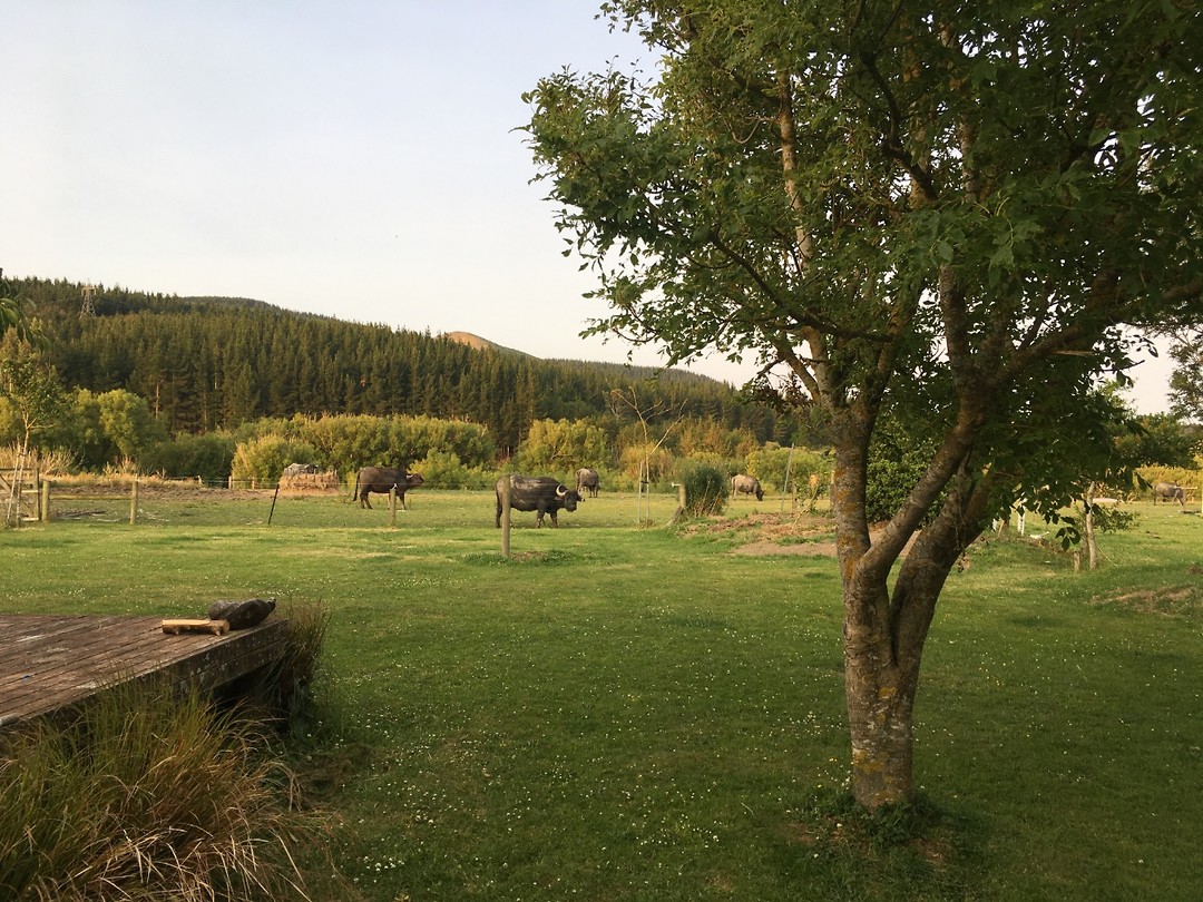 Buffels rondom het huis