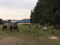Paarden