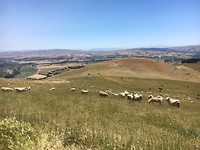 Schapen onderweg