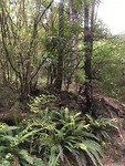Oerbos