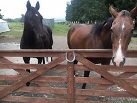 Bye paarden