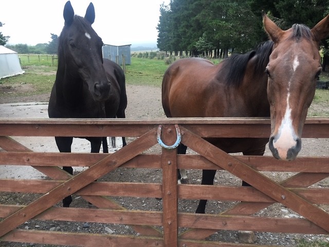 Bye paarden