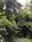 Regenwoud