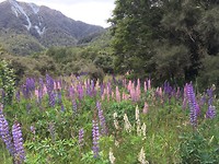 Lupinen