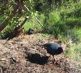 Takahe