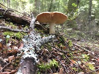 Paddestoel in het regenwoud