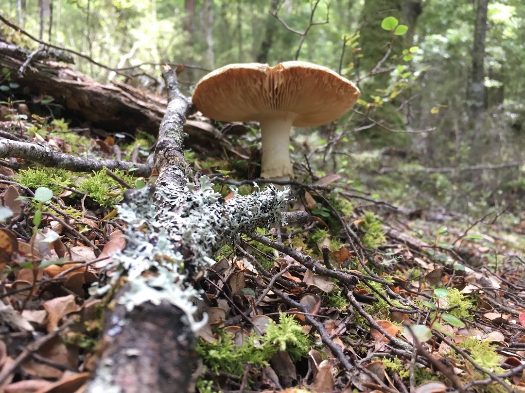 Paddestoel in het regenwoud