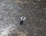 Fantail