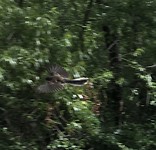 Vliegende fantail