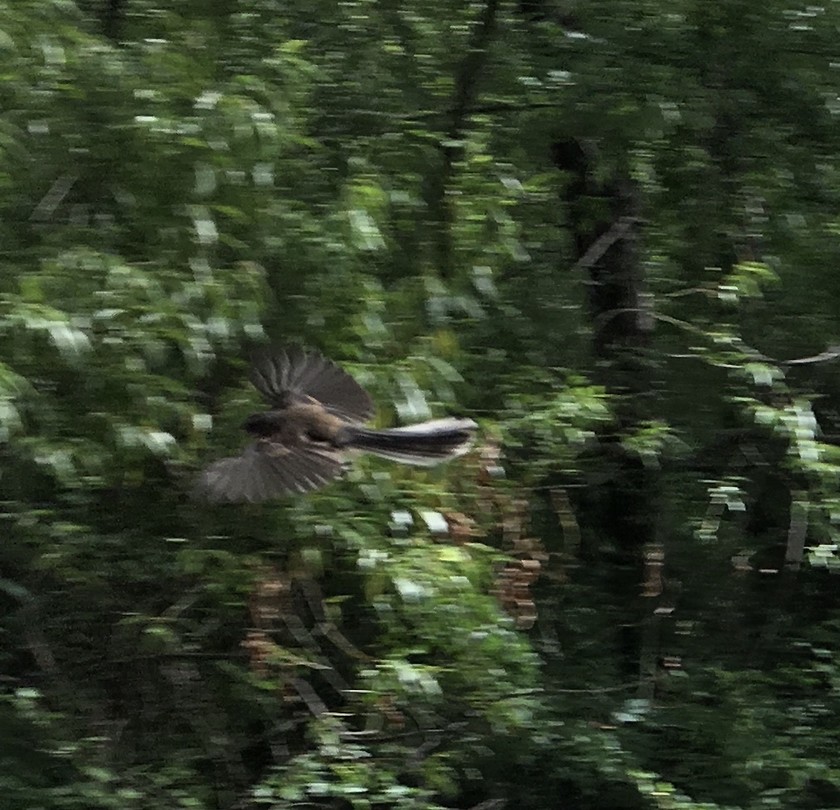 Vliegende fantail