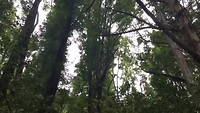 Krakende bomen