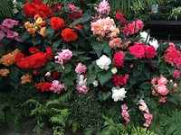 Begonia