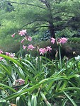 Wilde plant