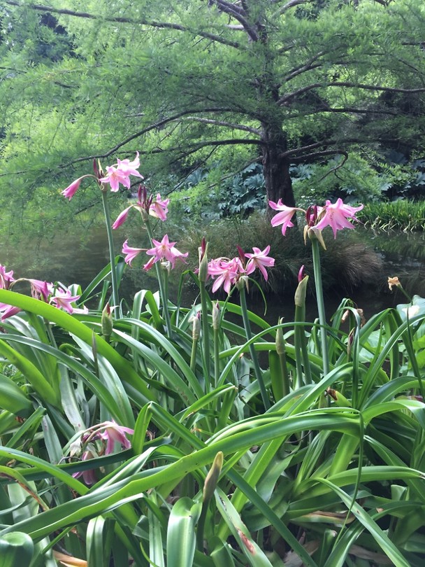 Wilde plant