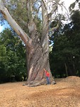Hagley park